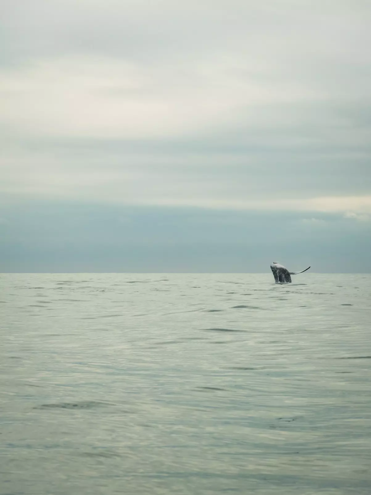 Avistamento animais marinhos